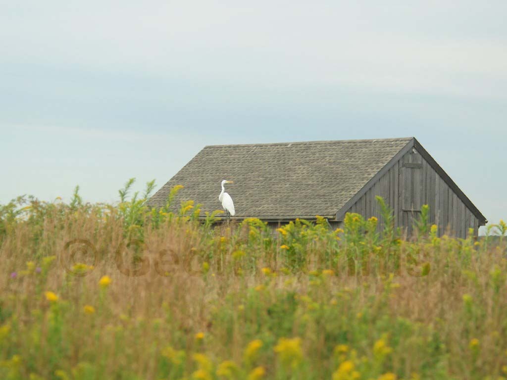 GREG-AL_Great-Egret