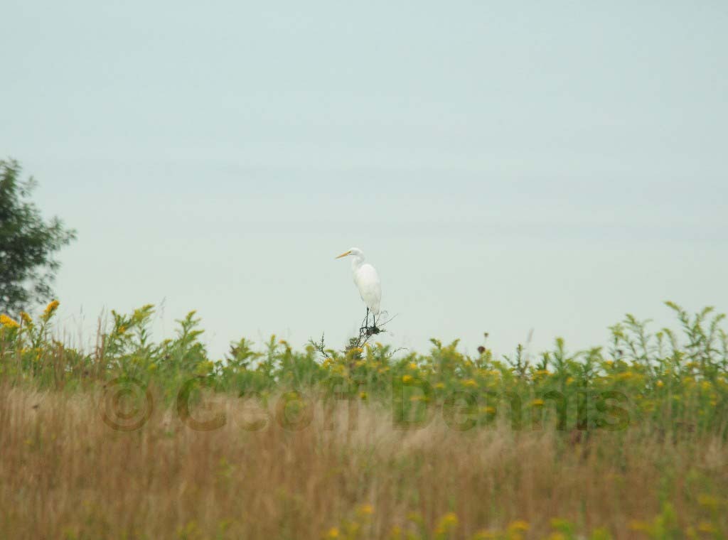 GREG-AM_Great-Egret