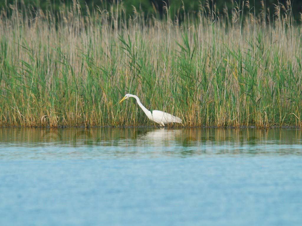 GREG-AN_Great-Egret