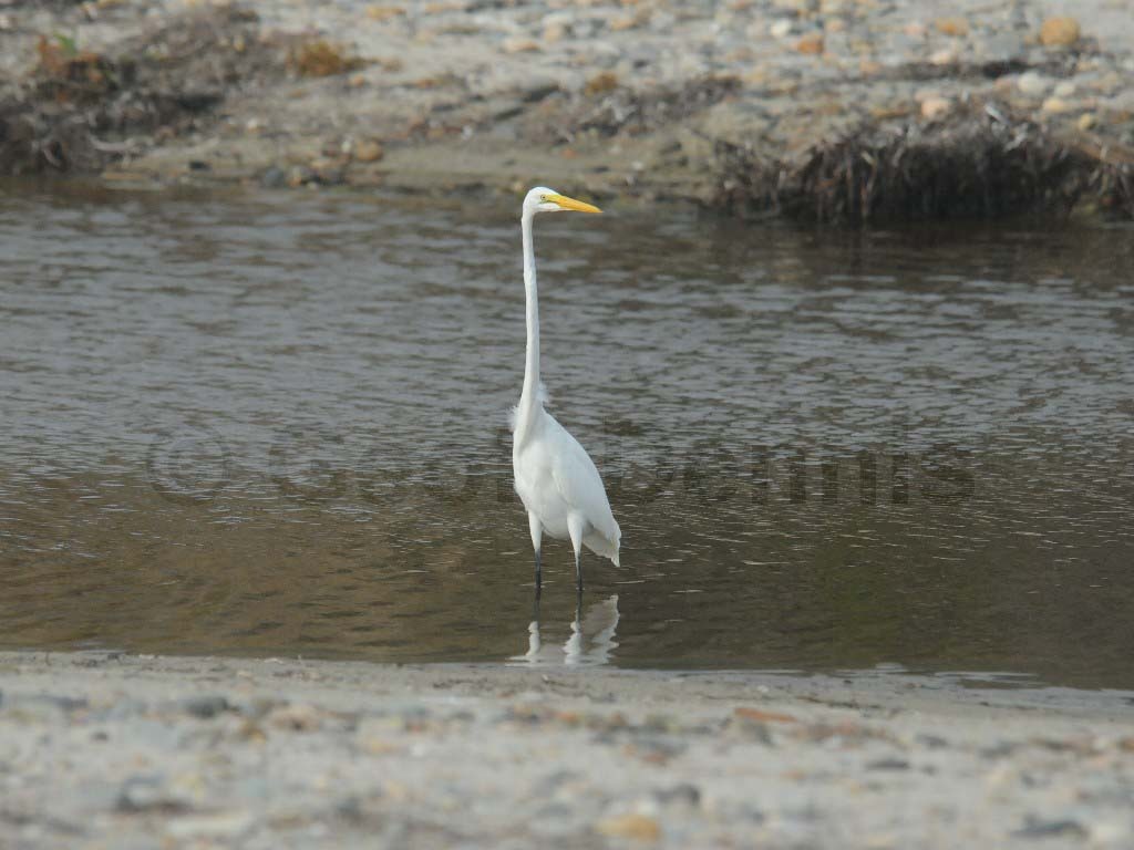 GREG-AO_Great-Egret