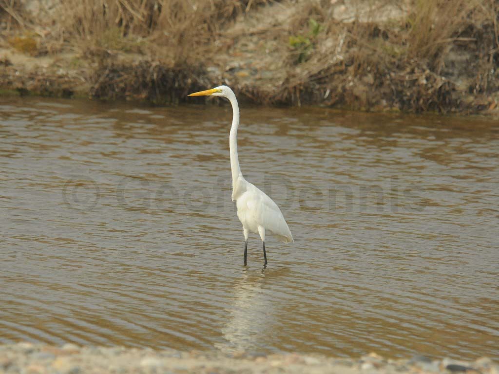 GREG-AP_Great-Egret