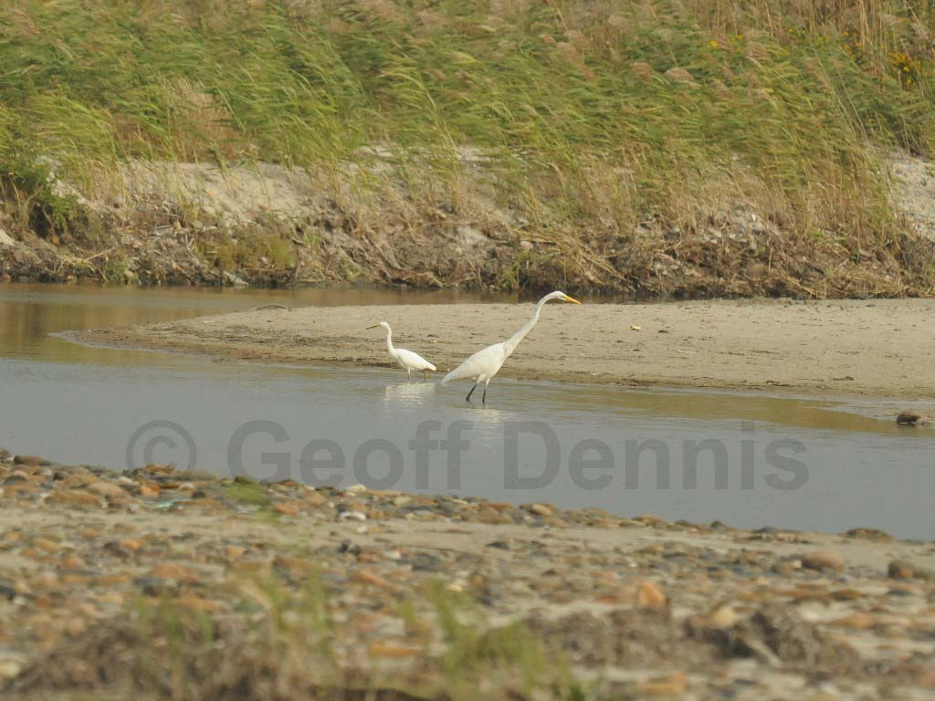 GREG-AQ_Great-Egret
