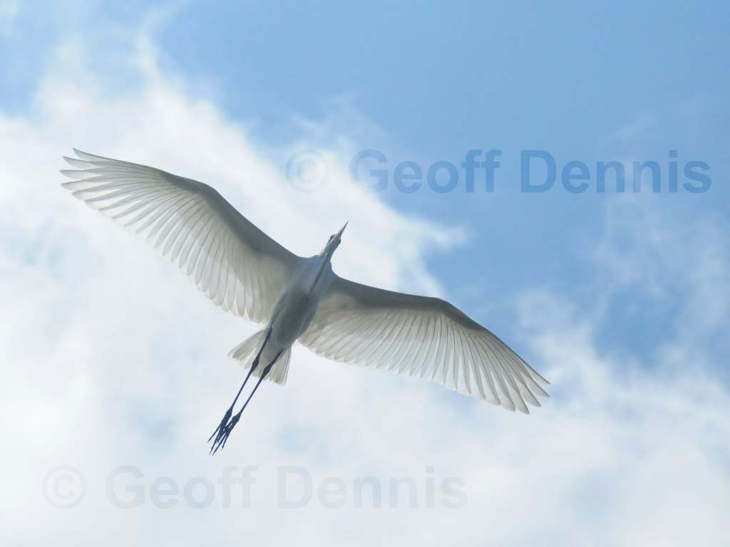 GREG-AV_Great-Egret