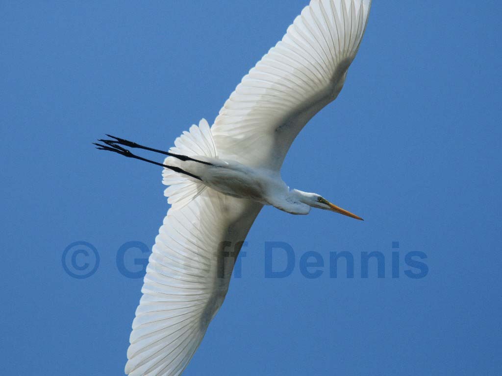 GREG-AW_Great-Egret