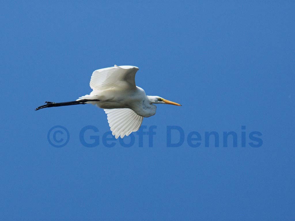 GREG-AX_Great-Egret