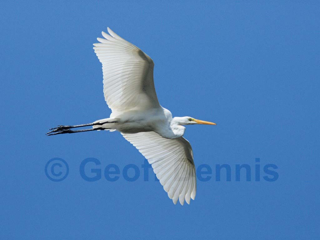GREG-AY_Great-Egret