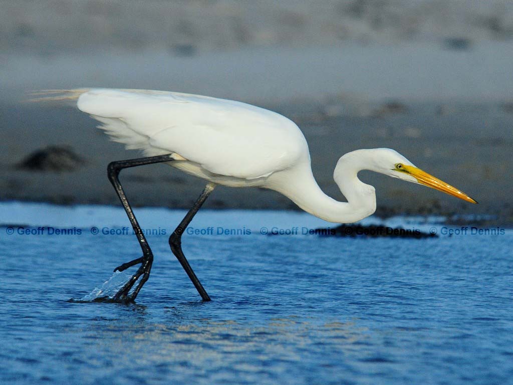 GREG-AZ_Great-Egret