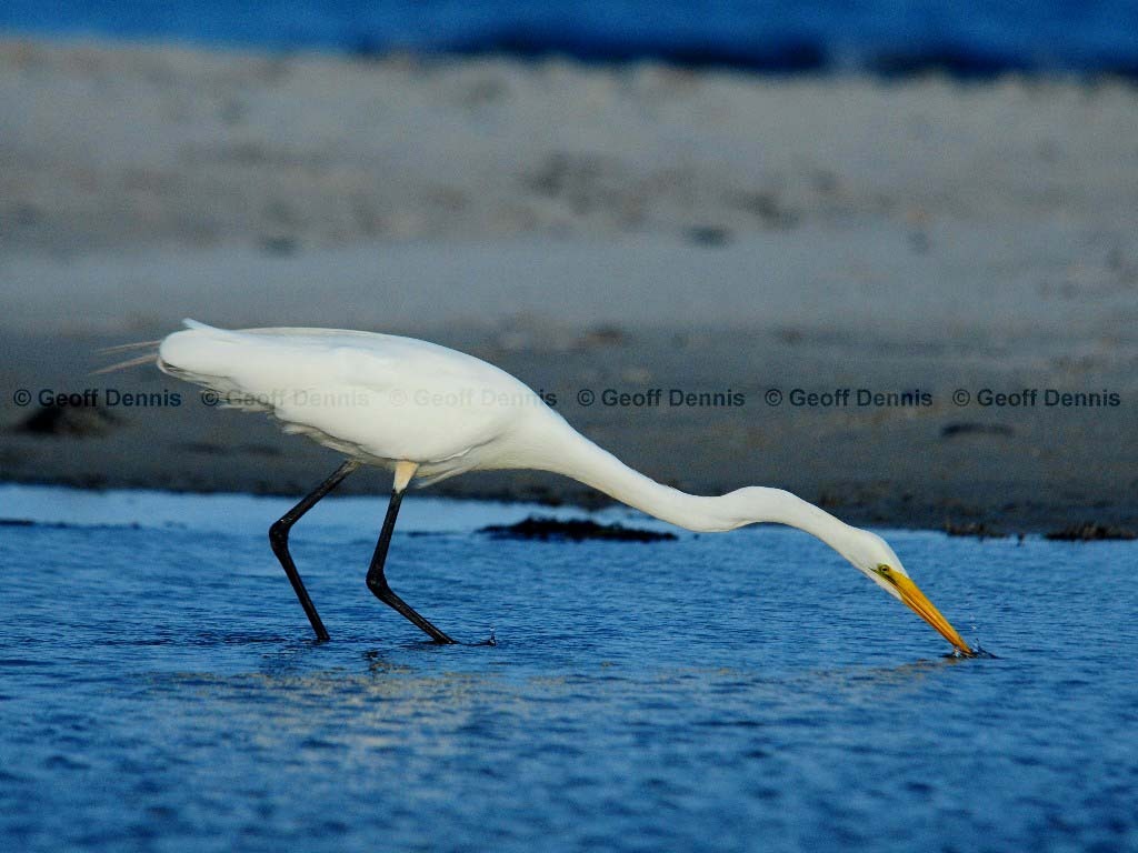 GREG-BA_Great-Egret