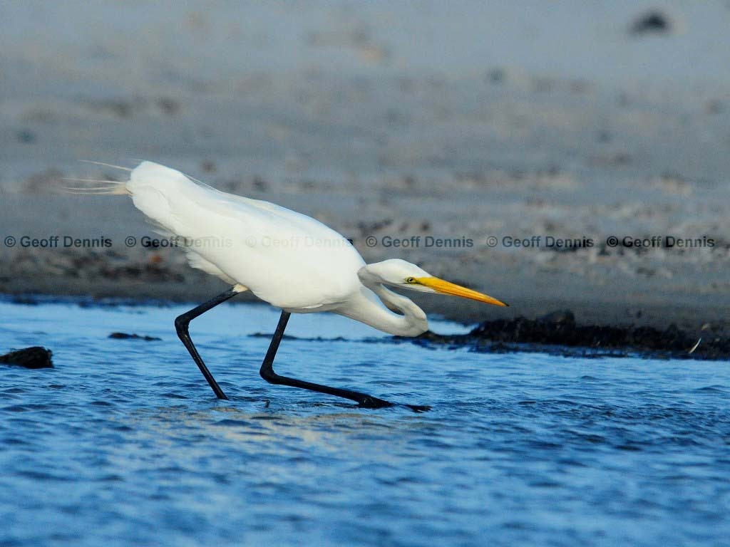 GREG-BB_Great-Egret