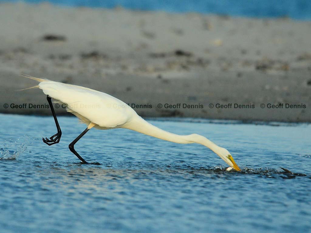 GREG-BC_Great-Egret