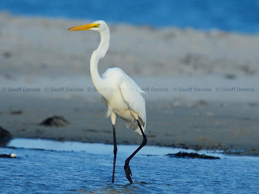 GREG-BD_Great-Egret