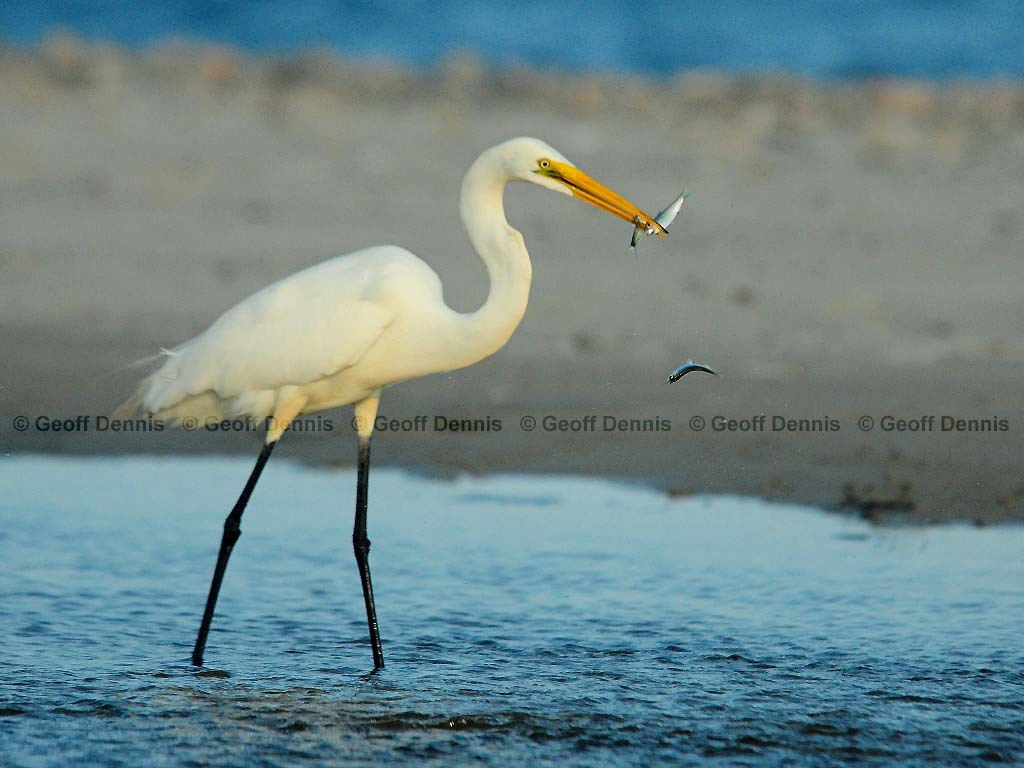 GREG-BE_Great-Egret