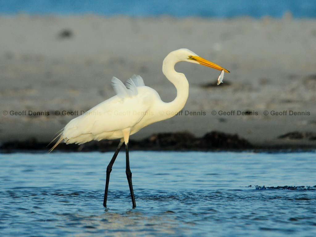 GREG-BF_Great-Egret