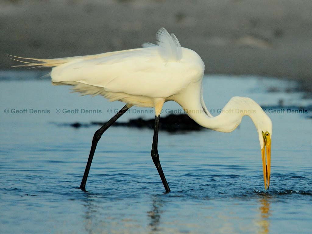 GREG-BG_Great-Egret