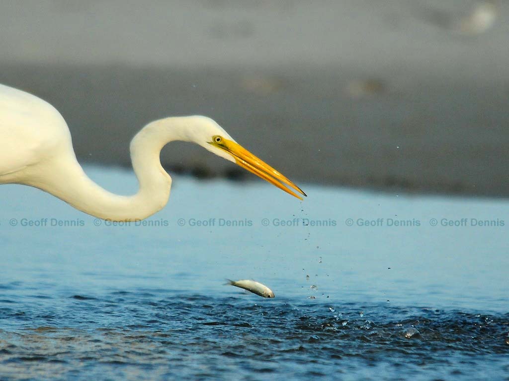 GREG-BH_Great-Egret