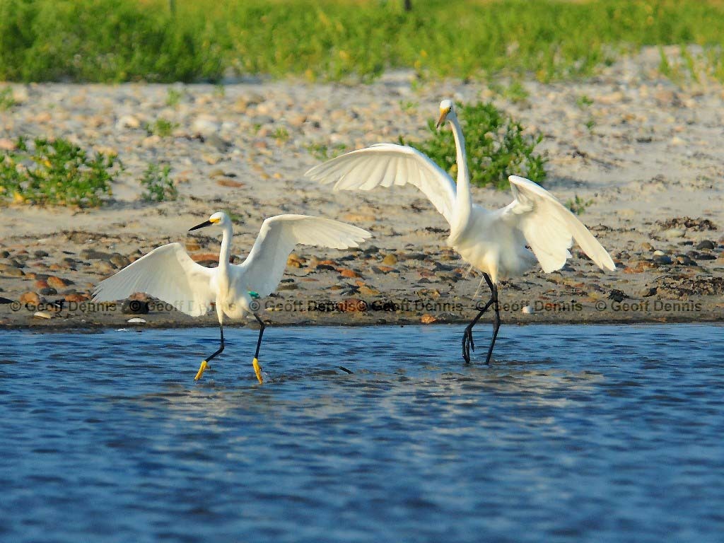 GREG-BK_Great-Egret
