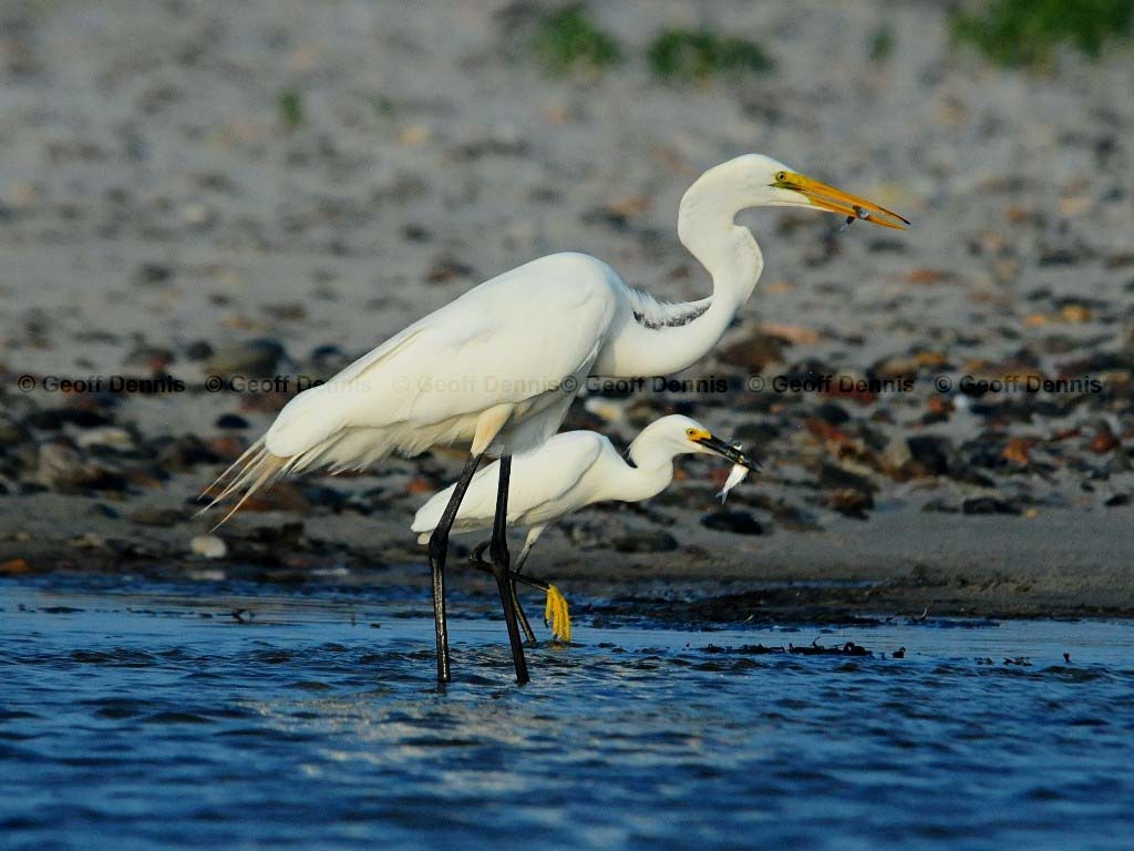 GREG-BL_Great-Egret