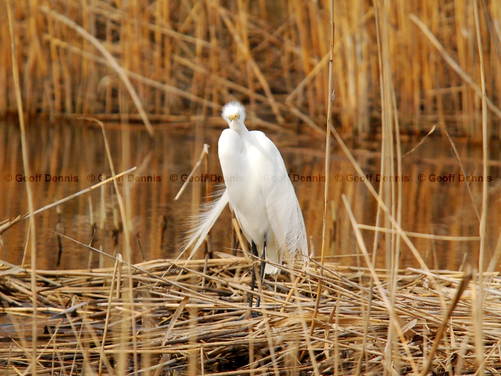GREG-BO_Great-Egret