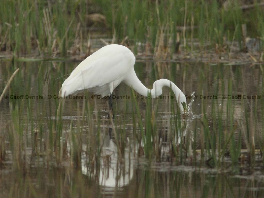 GREG-BR_Great-Egret