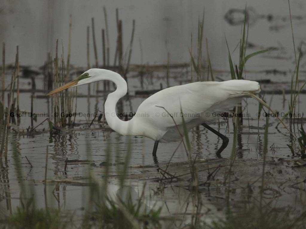 GREG-BS_Great-Egret