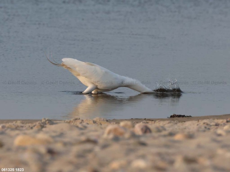 GREG-BT_Great-Egret