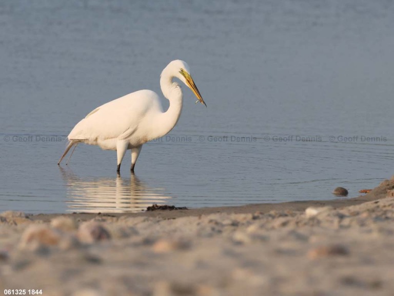 GREG-BU_Great-Egret