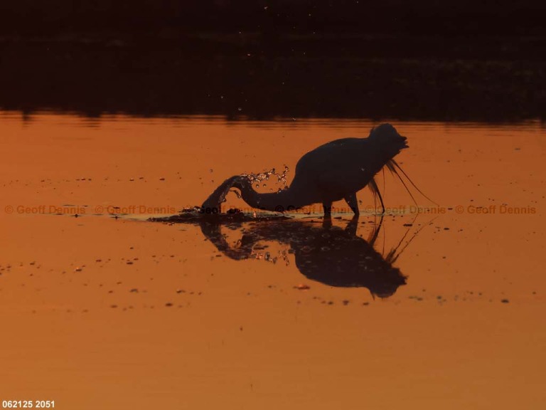 GREG-BV_Great-Egret