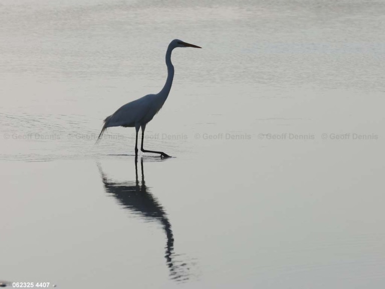 GREG-BW_Great-Egret