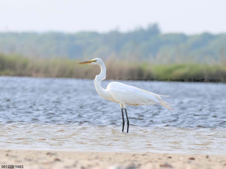 GREG-BY_Great-Egret