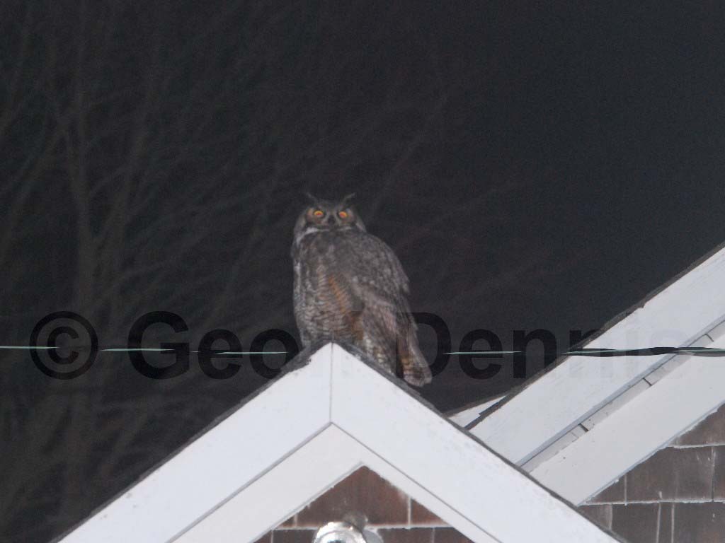 GHOW-AA_Great-Horned-Owl