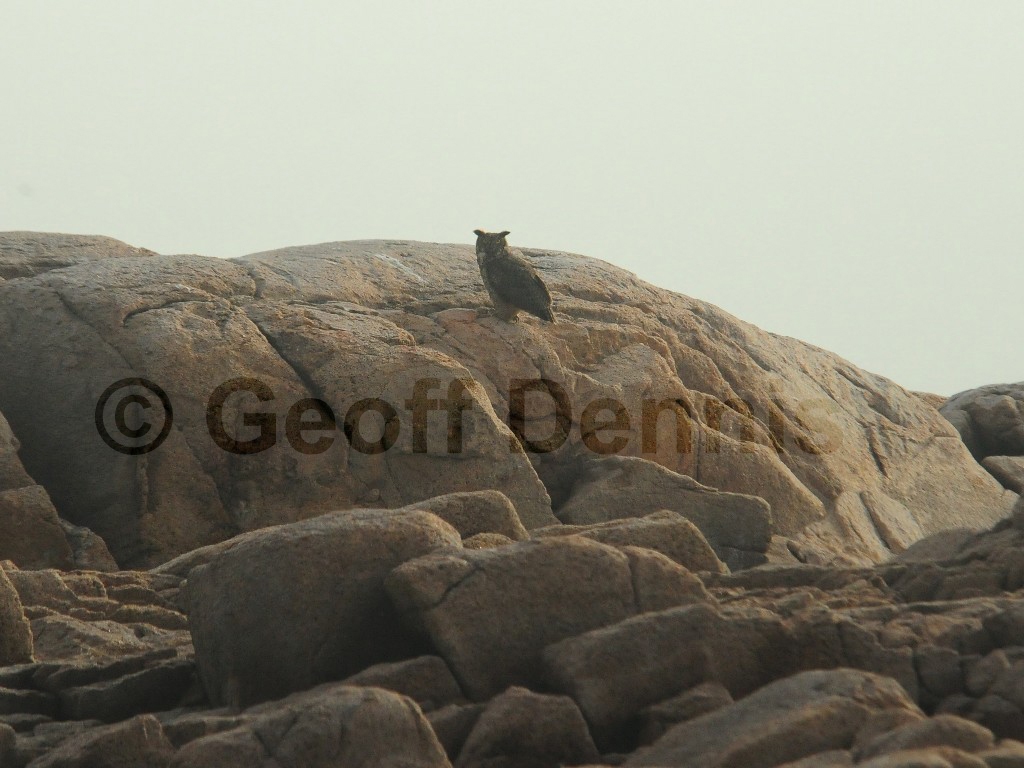 GHOW-AB_Great-Horned-Owl