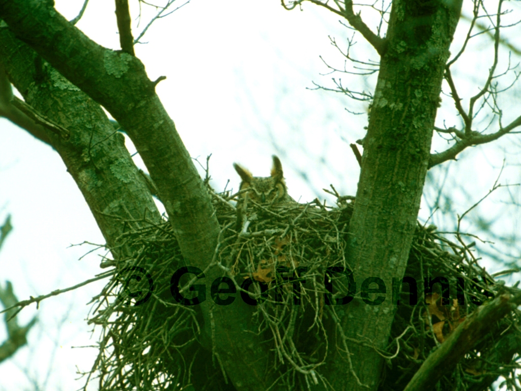 GHOW-AC_Great-Horned-Owl