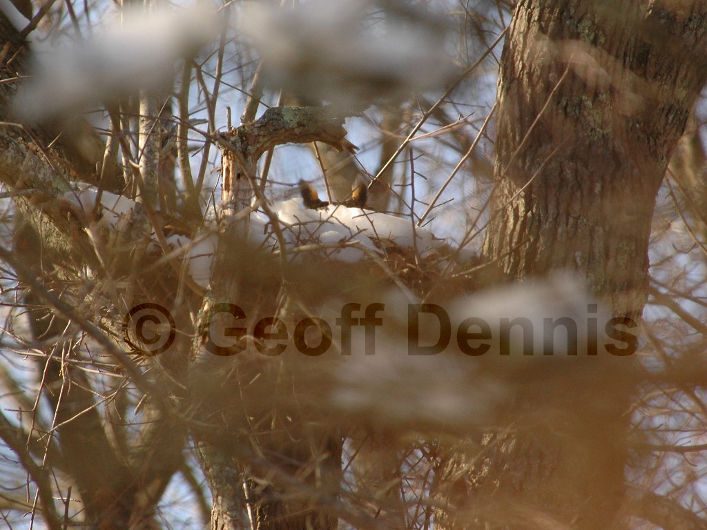 GHOW-AD_Great-Horned-Owl