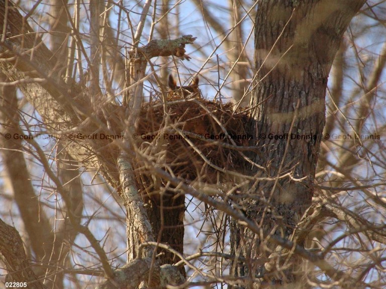 GHOW-ADa_Great-Horned-Owl