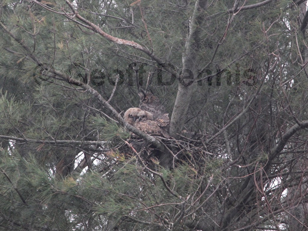 GHOW-AE_Great-Horned-Owl