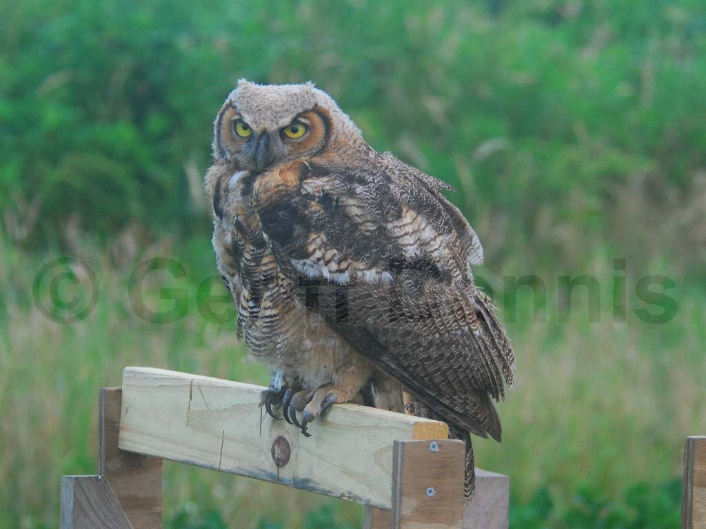 GHOW-AF_Great-Horned-Owl