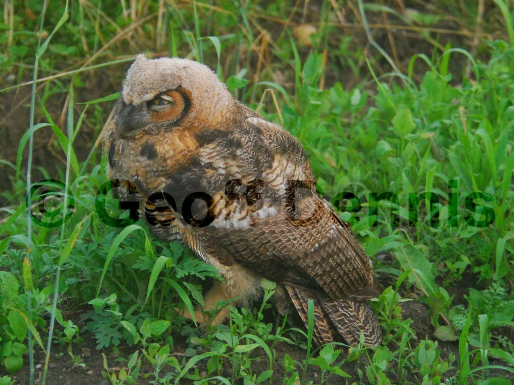 GHOW-AG_Great-Horned-Owl