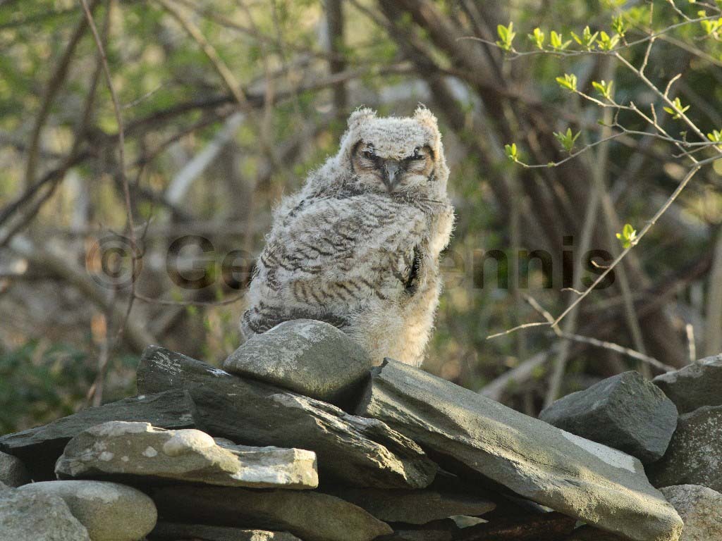 GHOW-AH_Great-Horned-Owl