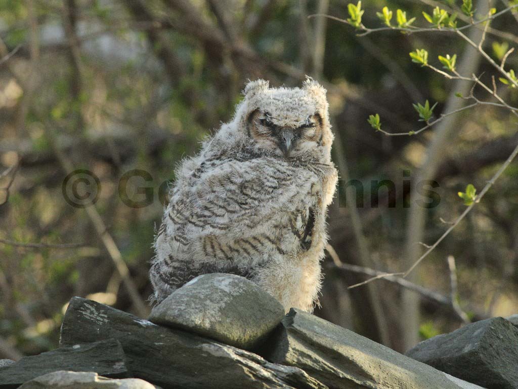 GHOW-AI_Great-Horned-Owl