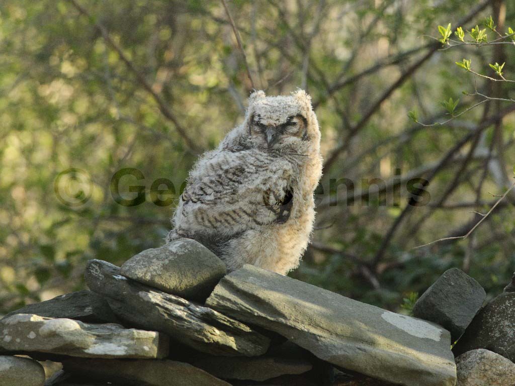GHOW-AJ_Great-Horned-Owl