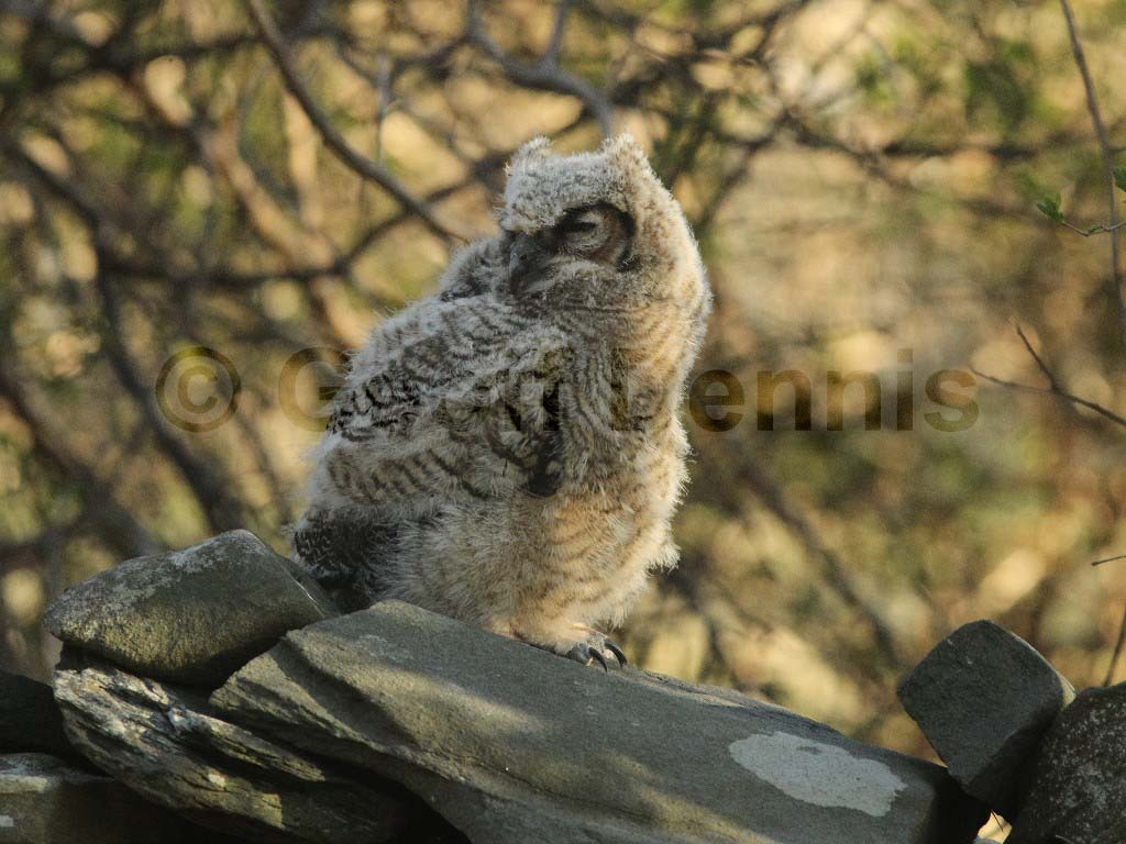 GHOW-AK_Great-Horned-Owl