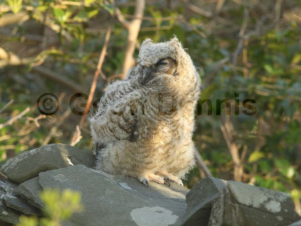 GHOW-AL_Great-Horned-Owl