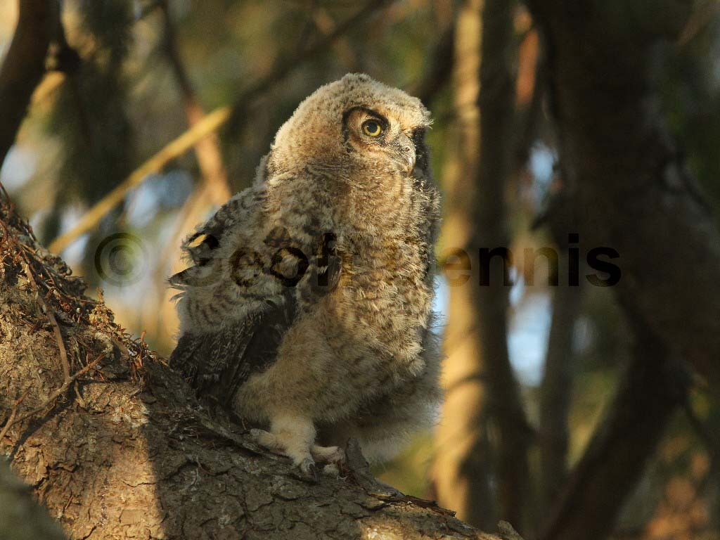 GHOW-AM_Great-Horned-Owl