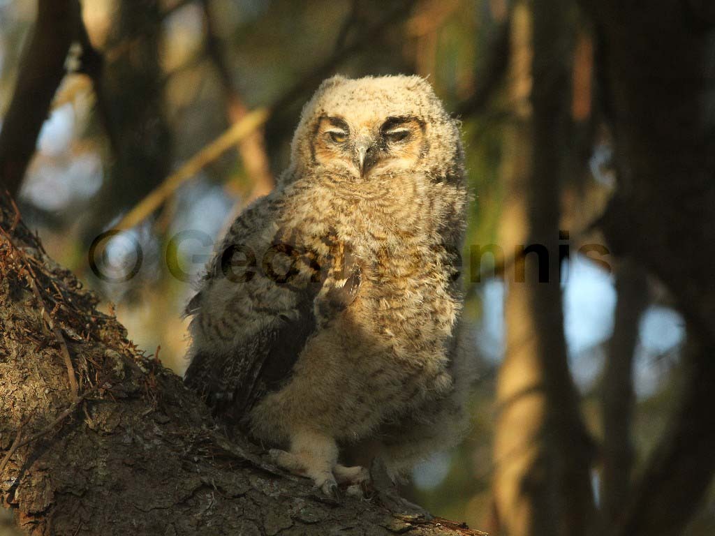 GHOW-AN_Great-Horned-Owl