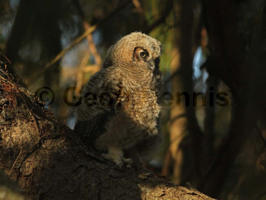 GHOW-AO_Great-Horned-Owl