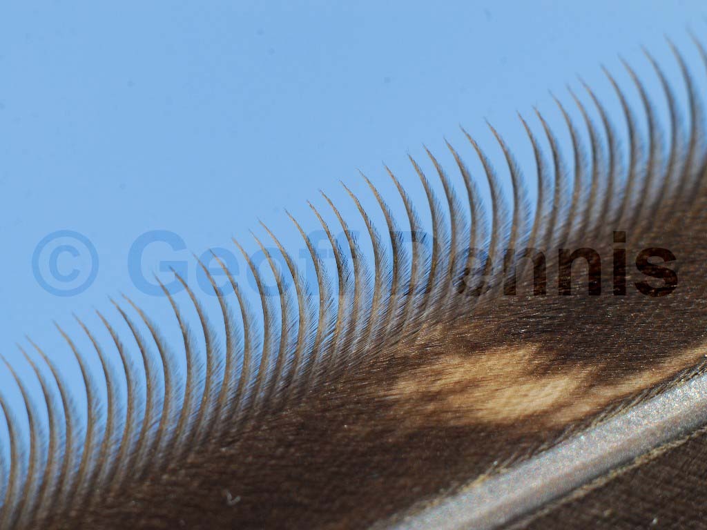 GHOW-AP_Great-Horned-Owl