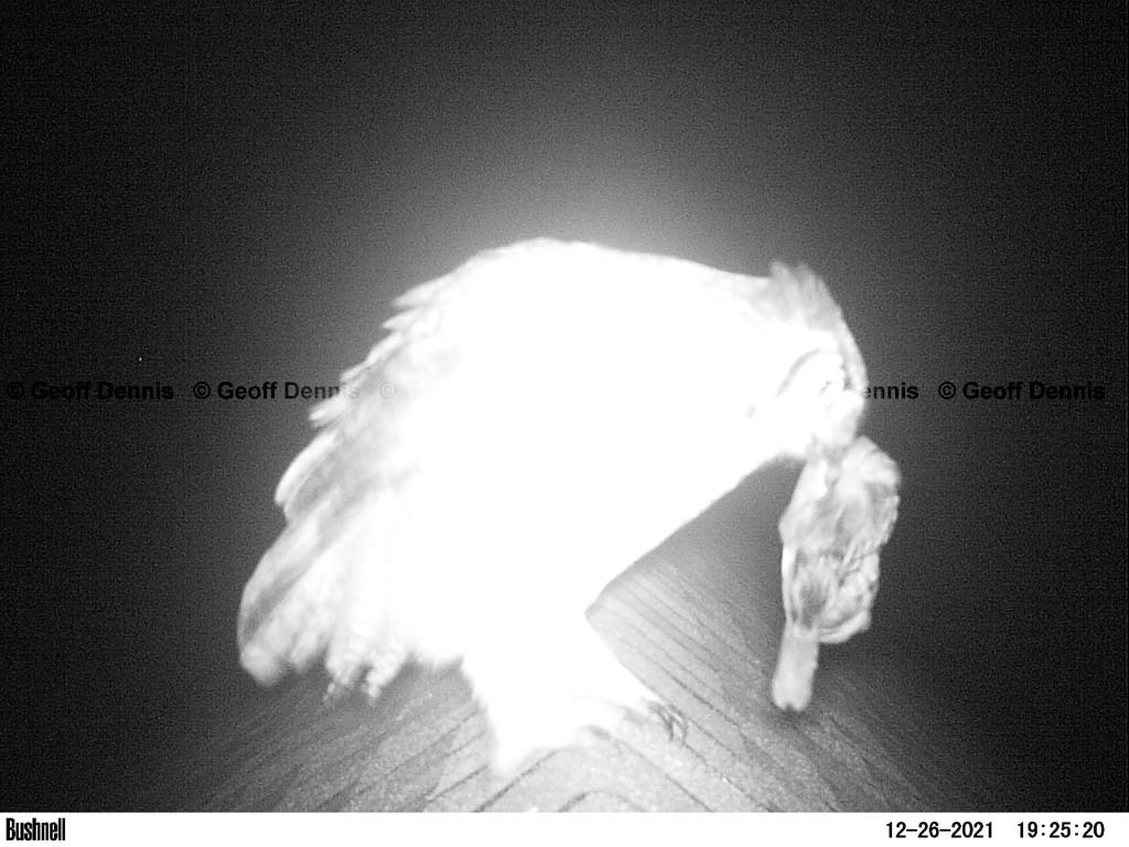 GHOW-AQ_Great-Horned-Owl