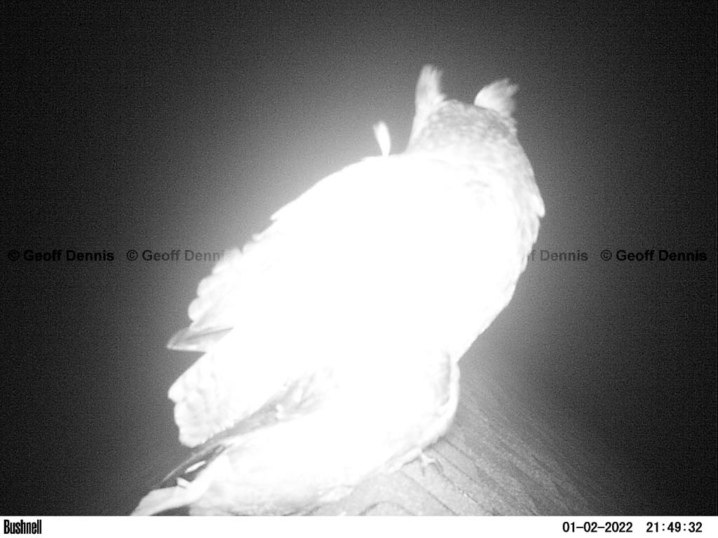 GHOW-AR_Great-Horned-Owl