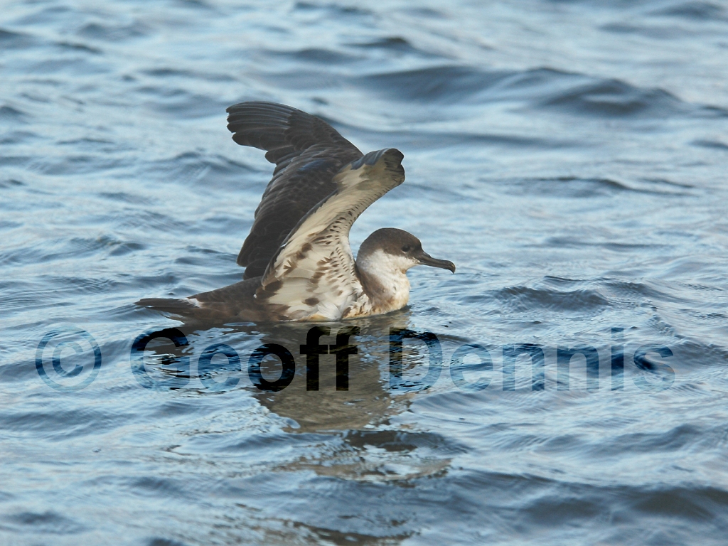 GRSH-AA_Great-Shearwater