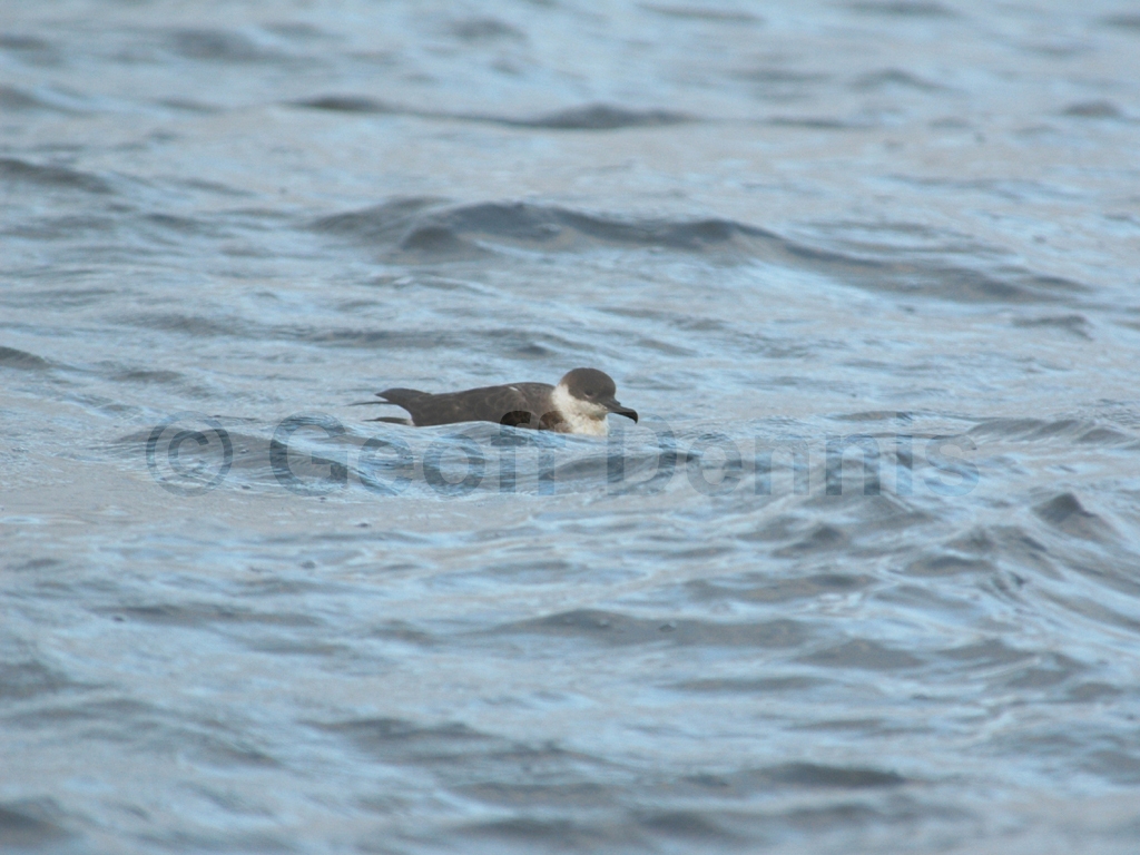 GRSH-AB_Great-Shearwater